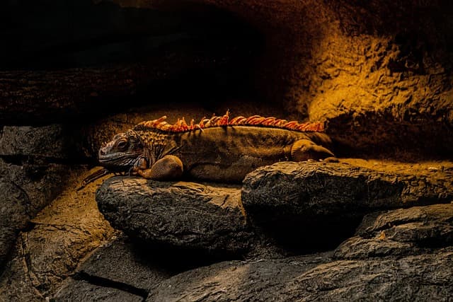 Komodo — Island of Dragons