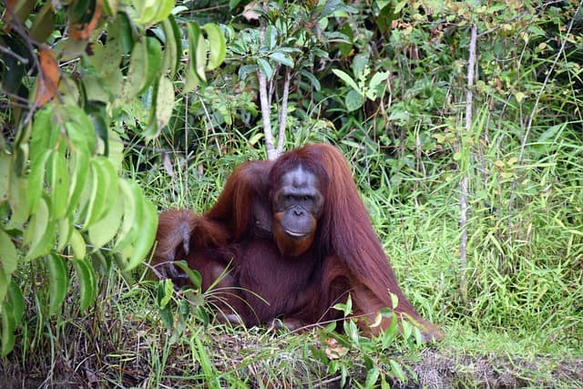 Vacationing on the Island of Kalimantan – The Indonesian Part of Borneo