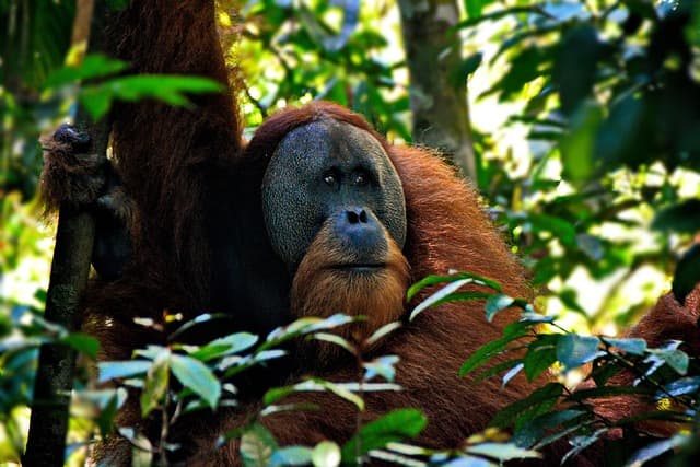 Sumatra — Wildlife and Orangutans